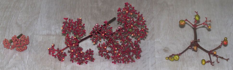 The 3 dissected flowering and fruiting stalk of Red Leea (Leea rubra) photo